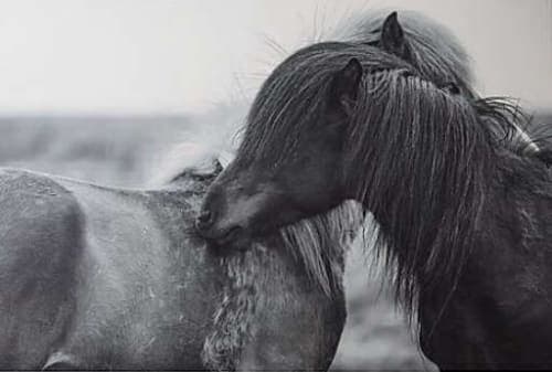 Icelandic Horses Print image