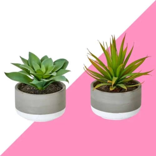 2 Piece Desktop Succulent Plant in Pot Set image