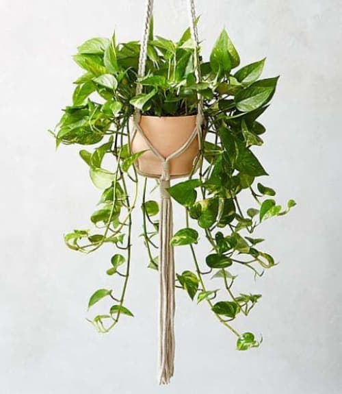 Macrame Plant Holder image