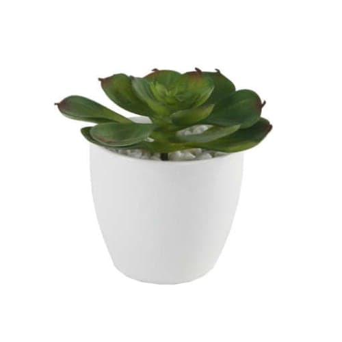 Echeveria Desktop Succulent Plant in Pot image