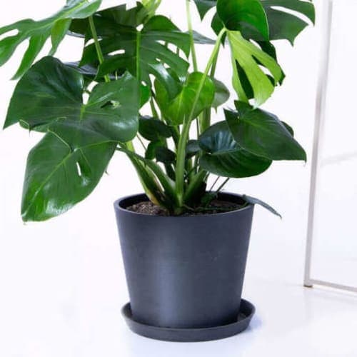 Bloomscape Potted Monstera Plant image