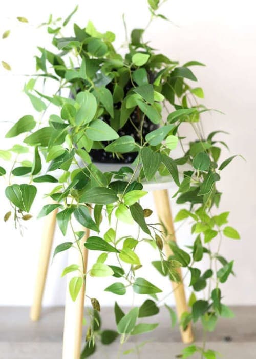 Artificial Plants Hanging Tradescantia Houseplant - 41" Long image