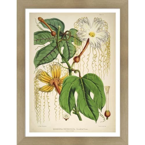 Vintage Botanical III by Julia Kearney Framed Painting Print image