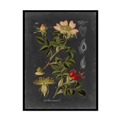 'Midnight Botanical I' Graphic Art Print on Wrapped Canvas image