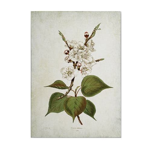 Vintage Floral and Animal Prints 4 Piece Painting Print Set on Canvas image