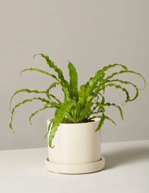 Birds Nest Fern image