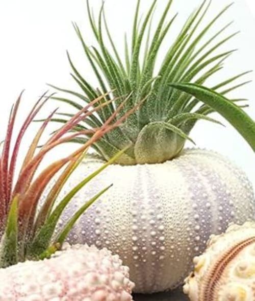 aura creations 4 Pcs Sea Urchin Air Plant Lot image