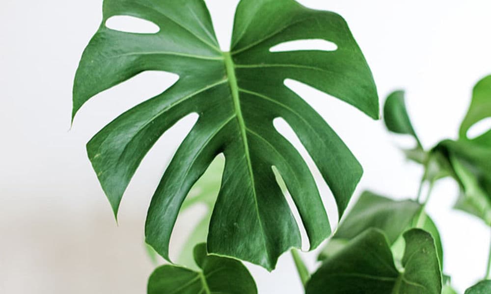 Next in Style - 16 Life-Like Artificial Plants To Grab Right Now! 
