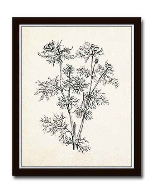 Vintage Botanical Sketch Prints image