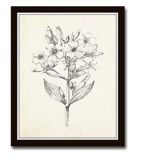 Vintage Botanical Sketch Prints image