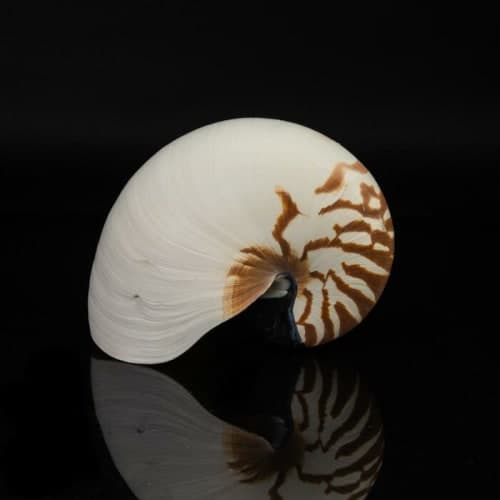 Genuine Nautilis Shell image
