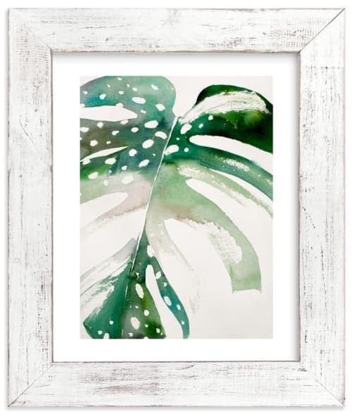 Begonia Monsteras image