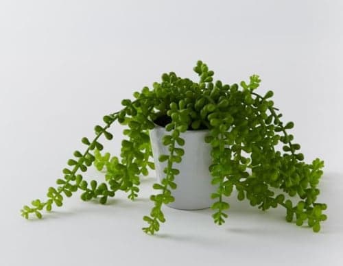 Faux Potted Green Trailing Succulent Plant image