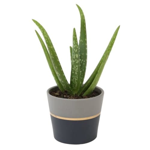 Aloe Succulent in Planter image
