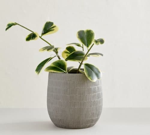 Cosgrove Ceramic Planter image