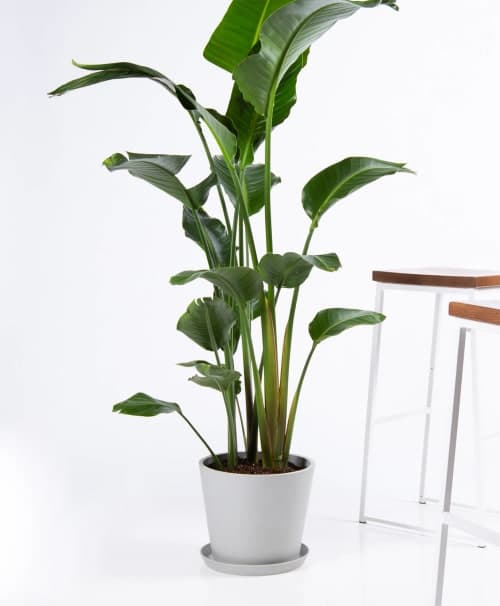 Bird of Paradise image