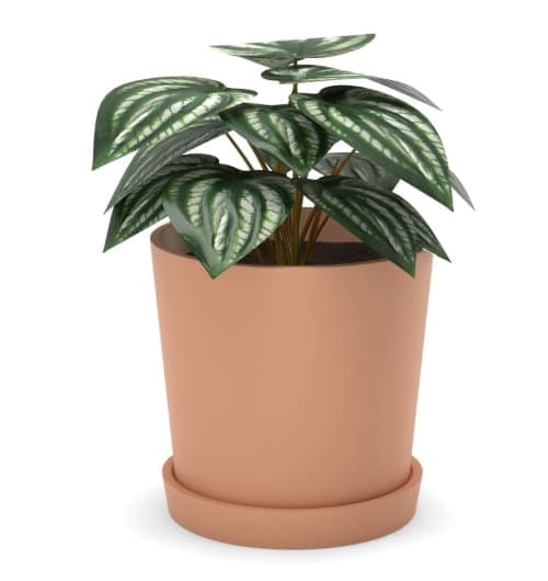 Faux Watermelon Peperomia image