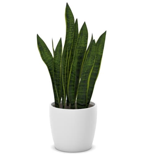 Golden Snake Plant image