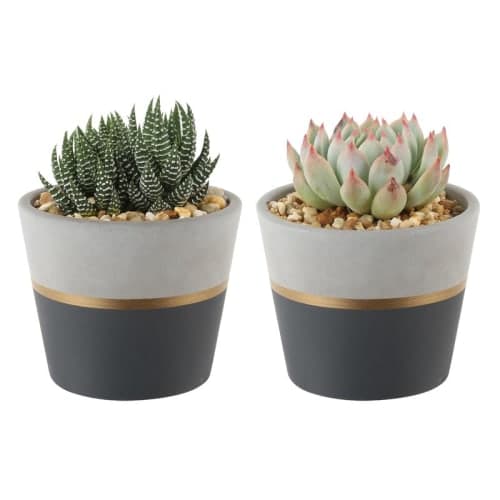 Piece Live Succulent Plant image