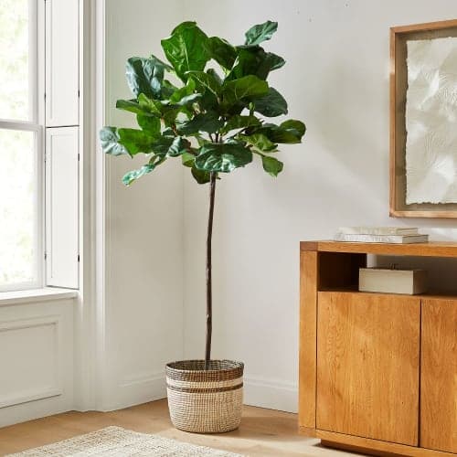 Fiddle Leaf Fig Tree image