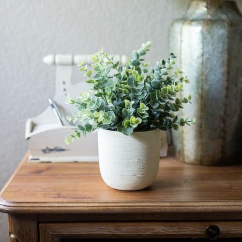 Texture Eucalyptus Plant in Planter image