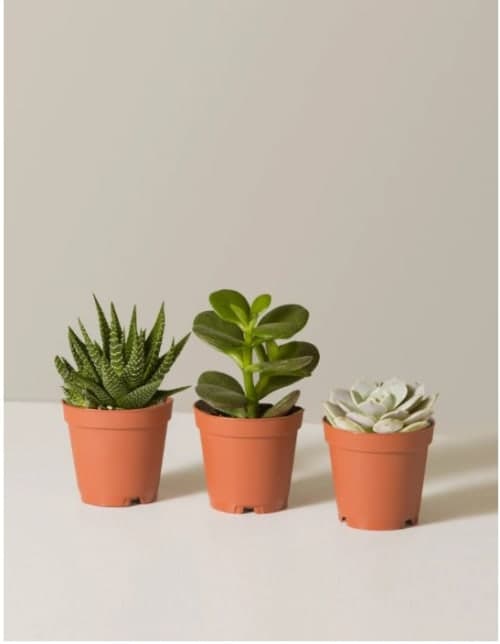 Succulent Assortment 1 image