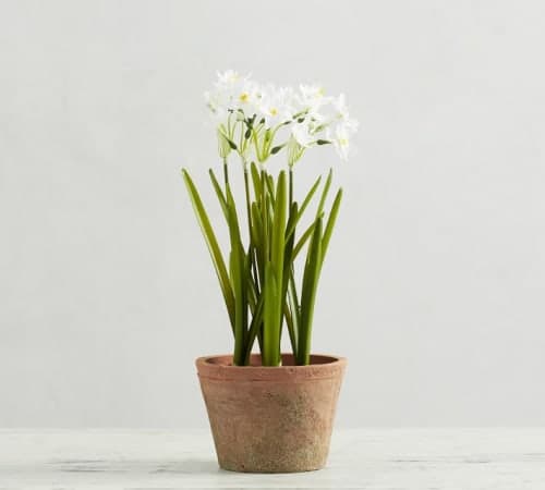 Faux potted paperwhites image