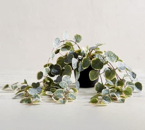 Faux Trailing Variegated String Of Hearts Houseplant image