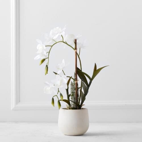 Cycnoches Spray In Pot image