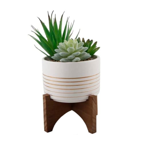 Agave Succulent in Planter image