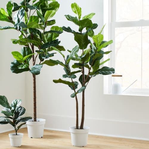Faux Potted Fiddle Leaf image