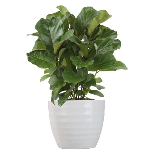 Tropicals Little Fiddle Leaf Ficus Lyrata Plant image