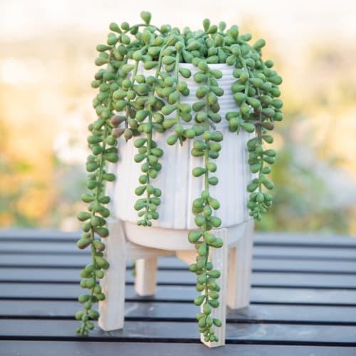 10" Artificial Succulent in Pot image