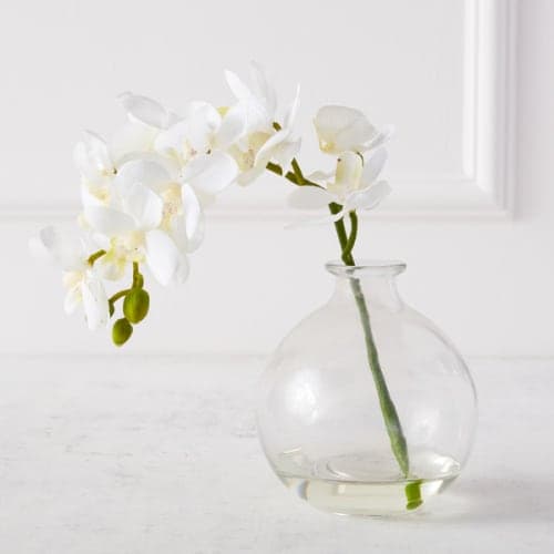 Phaleanopsis Stem With Glass image