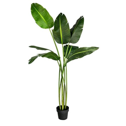 Bird of Paradise Palm Tree in Pot image