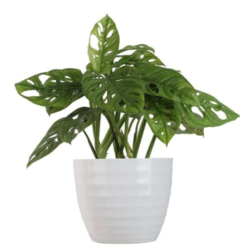 Tropicals Little Swiss Monstera Plant image