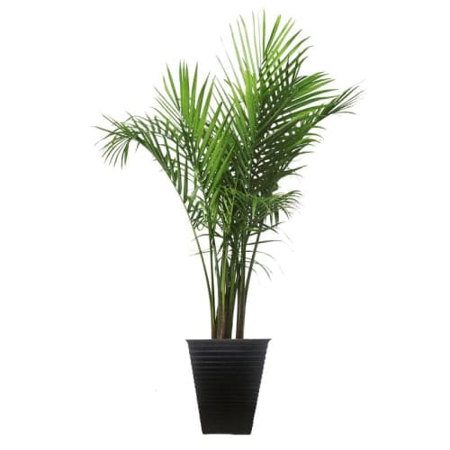 Live Majesty Palm Tree in Planter image
