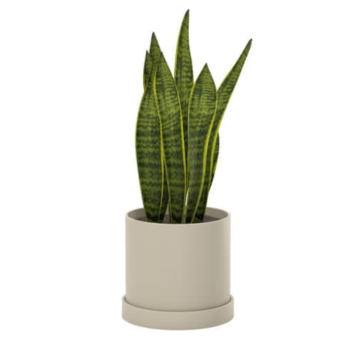 Snake Plant Laurentii Hyde planter image