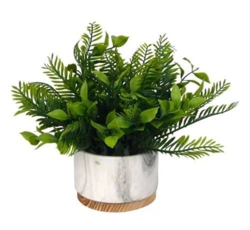 Fern Plant in Pot image