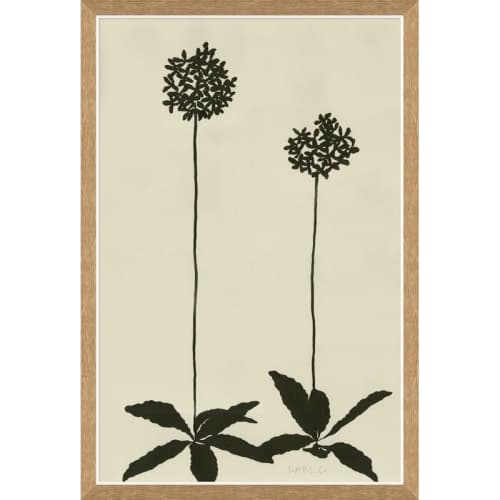 Allium image