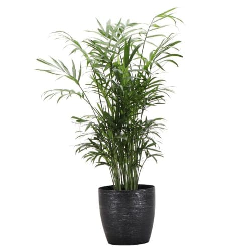 10 Live Neantha Bella Palm Plant in Pot image