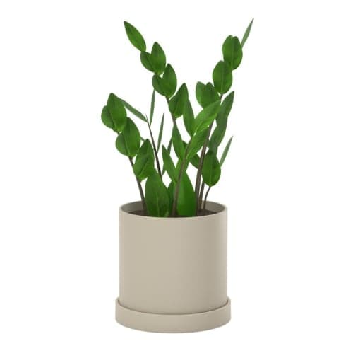 ZZ Plant image